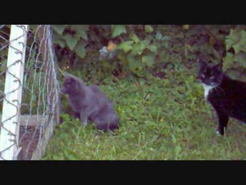 Video: Chupacabra I Shunki Kveler Kaniner Og Katter, Skremmer Hunder Og Hester - Alternativ Visning