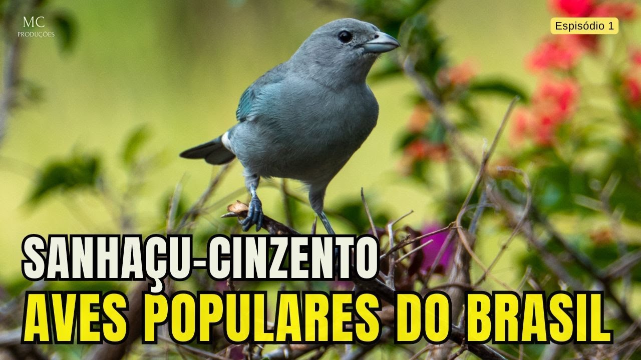 SANHAÇU CINZENTO - Aves populares do Brasil - EP1