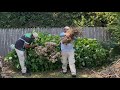 Hydrangea Care (Hortensias para Doña Sylvia) #hydrangea #hortensias #pruning #garden #gardening