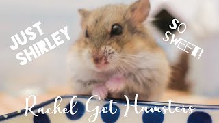 Dwarf Hamster Being Cute // Collected videos of Shirley the Rescue Hamster March 2022 🐹 💕