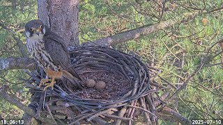 Dorset Live Hobby nest 2025 hatching