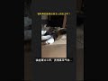 猫咪真的能感应到主人的压力吗？ #Shorts
