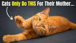 If Your Cat Does This, It Means They See You as Their Mother Figure