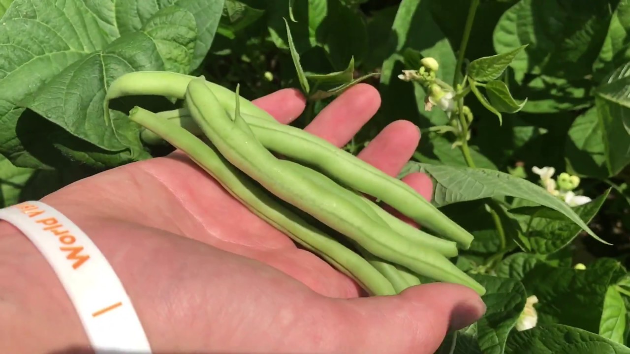 live free armory GREAT tips on how to grow green beans