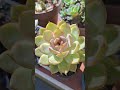 #succulent #suculentas #echeveria