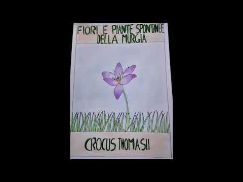 Video: Nominato Il Fiore Più Esotico E Originale Per L'8 Marzo