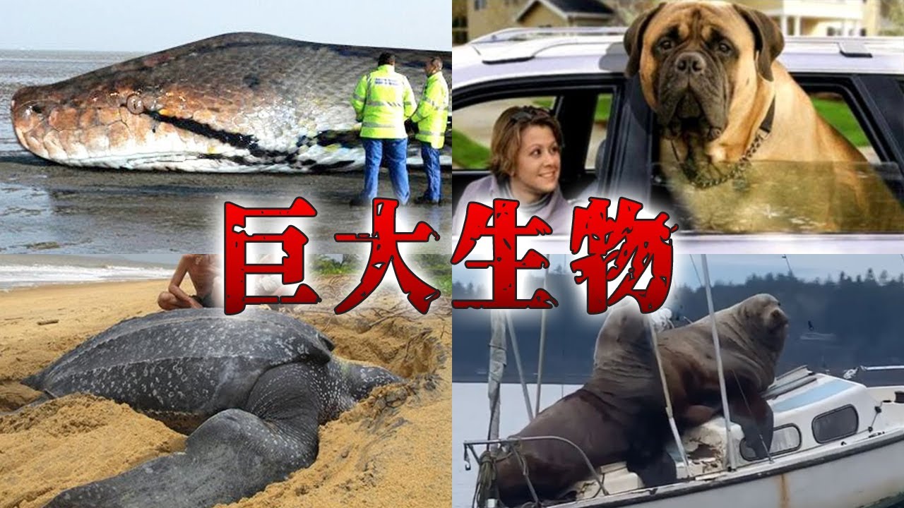 実在した巨大生物 伝説の未確認生物の正体がヤバすぎる 都市伝説 巨大生物 Uma 古代生物 Youtube