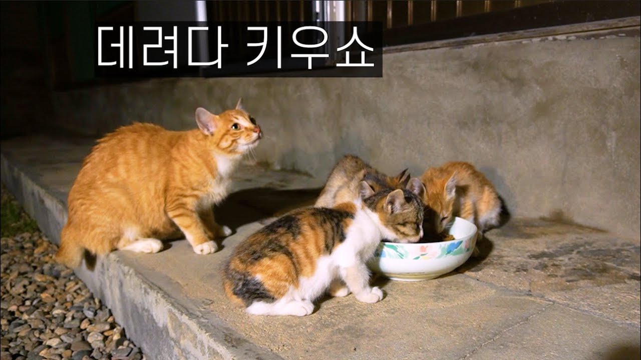 새끼들을 전부 데리고 온 길냥이