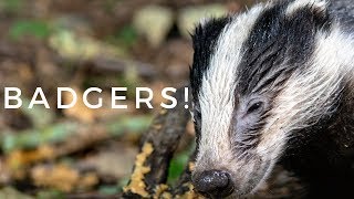 Photographing Badgers From a Hide - RSPB Burton Mere Wetlands