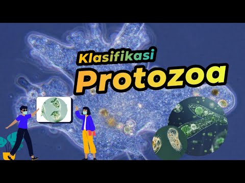 Klasifikasi Protozoa - Protista Mirip Hewan | Dunia Biologi
