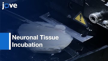 Neuronal Tissue Incubation for Electrophysiology and Calcium Imaging | Protocol Preview
