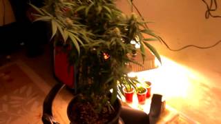The Grow 420 Diaries - Strain: Purple Berry Swirl