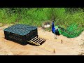 Underground Peacock Bird Trap Make From Green Plastic Basket  - A Lot Of Eggs Peacock Trap