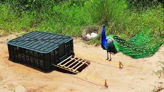 Underground Peacock Bird Trap Make From Green Plastic Basket   A Lot Of Eggs Peacock Trap