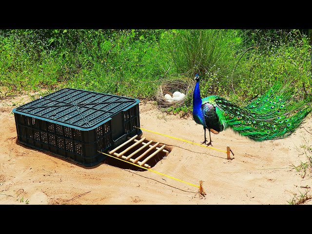 Underground Peacock Bird Trap Make From Green Plastic Basket  - A Lot Of Eggs Peacock Trap class=