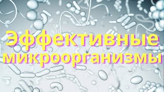 Эффективные микроорганизмы