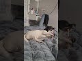 Фредичка зубы чистит #dog #chihuahua #teeth #собака #чихуахуа
