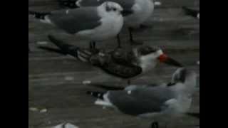 Black Skimmer in heavy wind