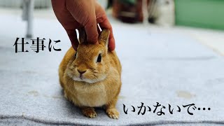 仕事前に過ごすウサギとの3時間　#832