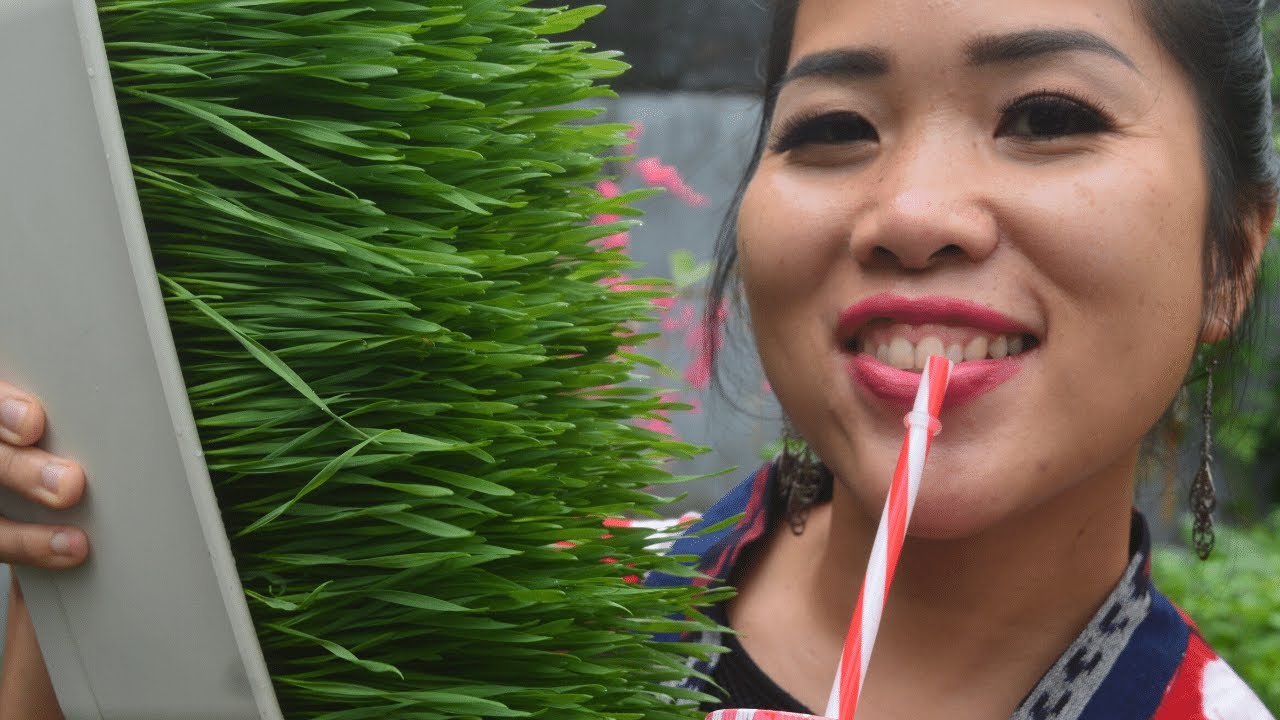 Cara Menanam Wheatgrass tanpa Tanah 7 Hari Panen 