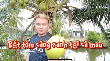 Bắt tôm càng xanh tại Cà Mau