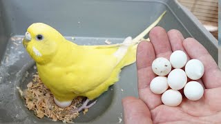 İlk Yumurtalar Oldu Muhabbet Kuşu Papağan Vlog
