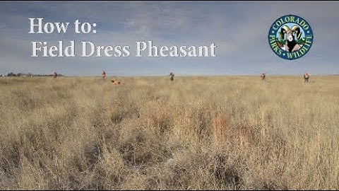 How to Field Dress a Pheasant