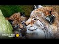 view The Distinctive Ears of the Eurasian Lynx are a Mystery 🧐 Carpathian Predators | Smithsonian Channel digital asset number 1