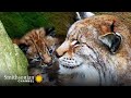Eurasian Lynx: Behavior and Conservation