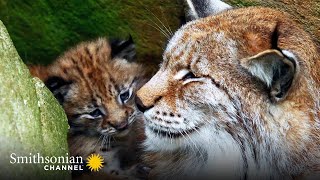 The Distinctive Ears of the Eurasian Lynx are a Mystery 🧐 Carpathian Predators | Smithsonian Channel