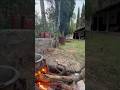 Soothing Nature Moments #ytshorts #nature