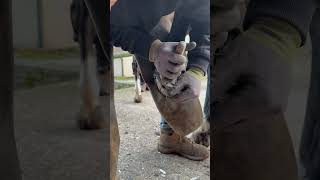 Only Real Equestrians Know This Smell 👀 #Asmr #Satisfying #Horse #Farrier