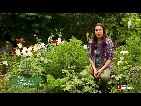 #არტიშოკი 23 წლის ანი ციციშვილის მიკროტყე ავჭალაში