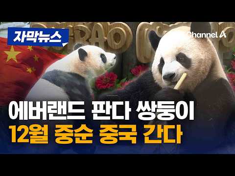 쌍둥이 판다도 중국으로 떠난다…에버랜드 "12월 중순 이동" [자막뉴스] / 채널A