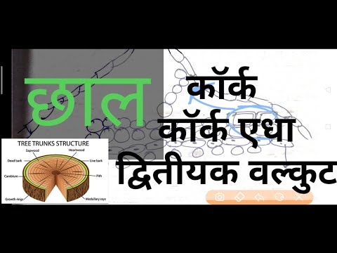 phellem,phellogen and phelloderm in hindi|| bark and rhytidome or periderm in hindi