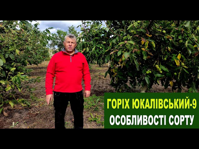 №160 Сажанці горіха. "Юкалівський-9": особливості сорту