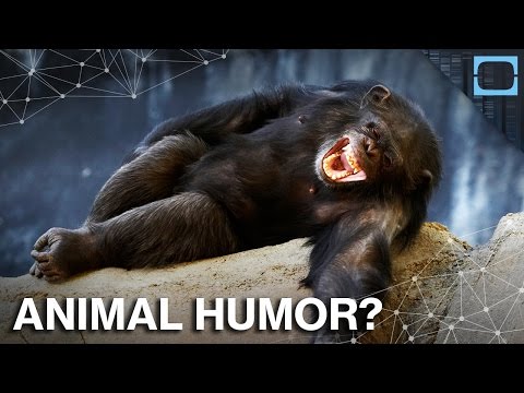 How Humor Evolved In Animals