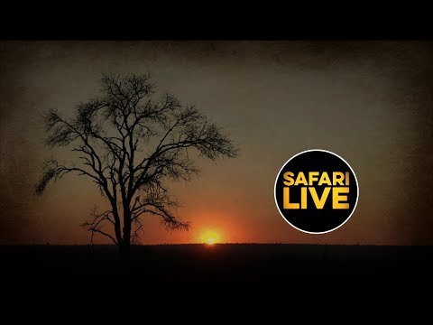 leopard print safariLIVE