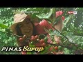 Pinas Sarap: Paano ginagawa ang kapeng barako?