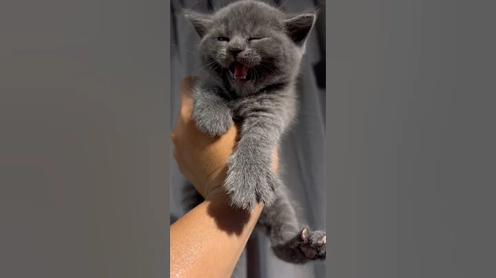 Video 11858651: shorthair kittens meowing british, british shorthair cat cutecat, shorthair kitten britishshorthair cat