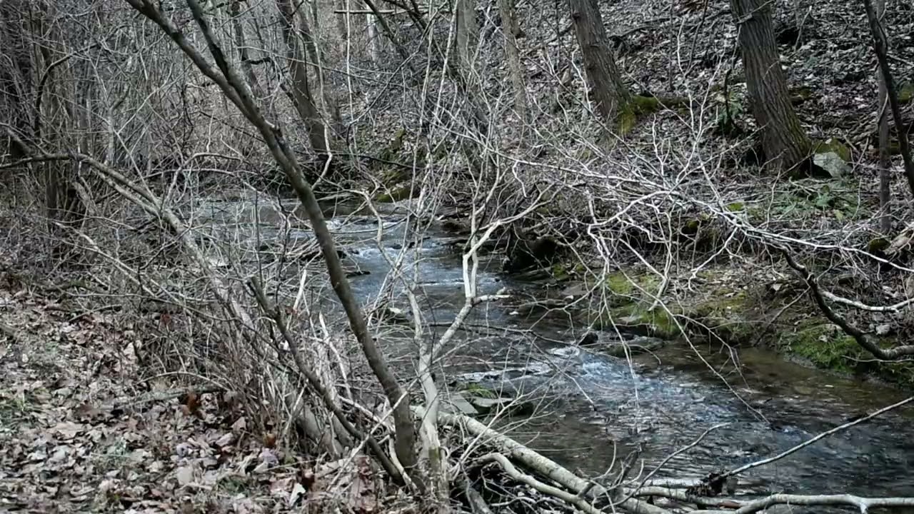 Soundscape - By a Forest Stream on a February Afternoon