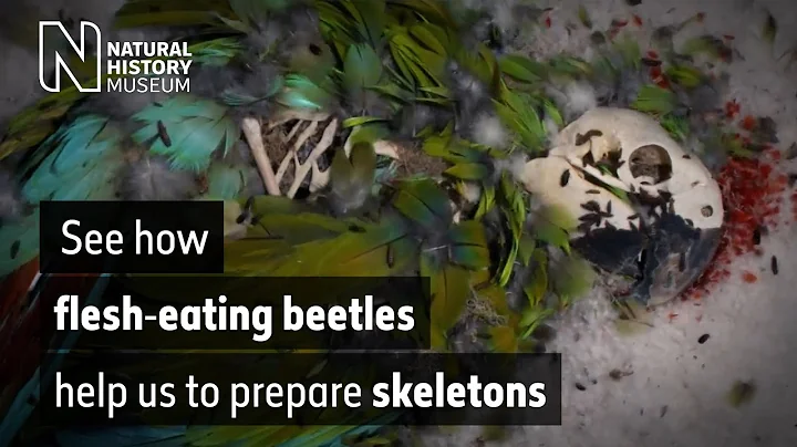 Watch as flesh-eating beetles strip the flesh off a macaw, owl and pheasant | Natural History Museum