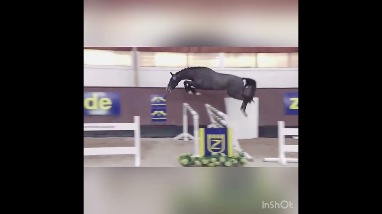 Evisto IPO ( Tjungske / Levisto Z / Cheenook) 2019