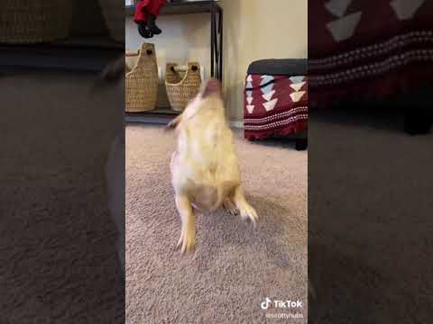 TikTok I Do My Little Dancey Dance 