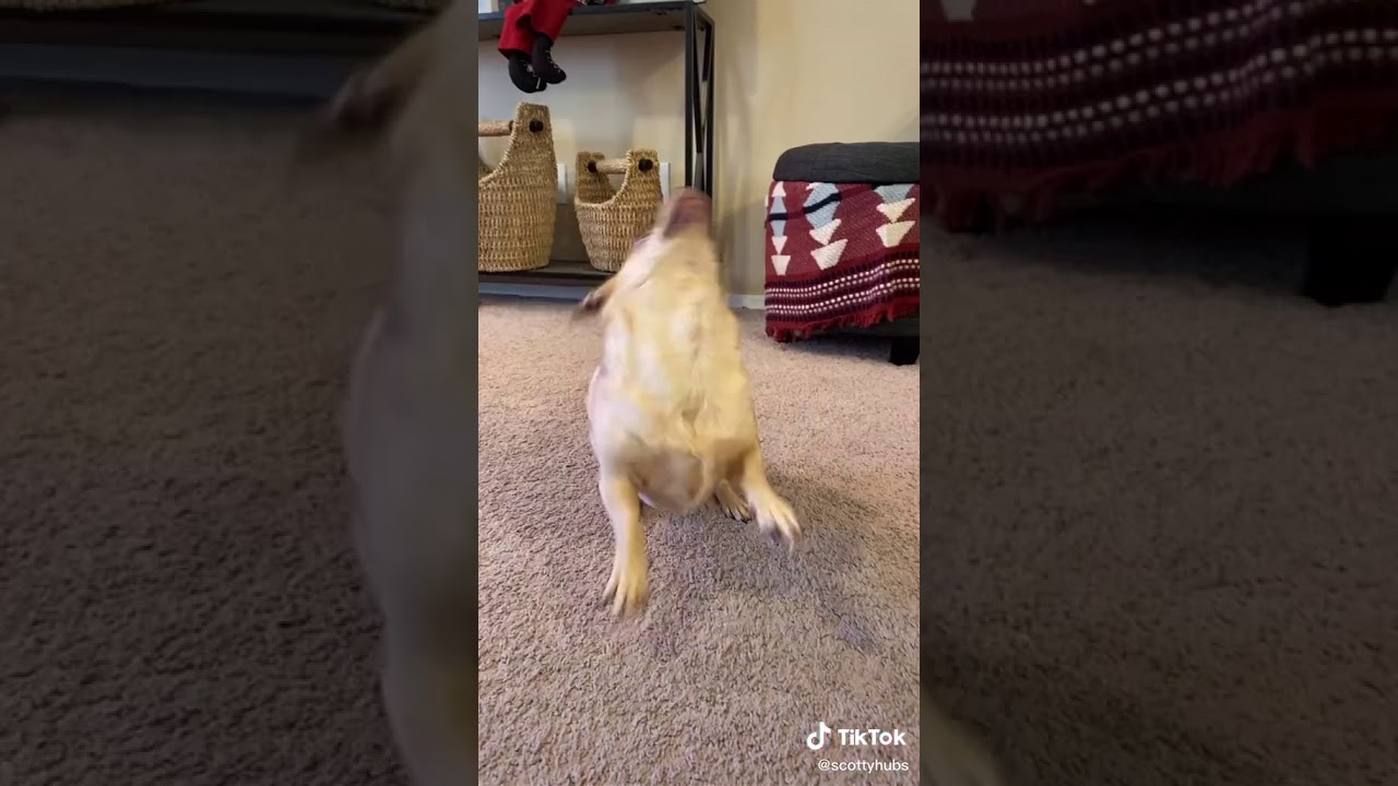 TikTok | I do my little dancey-dance - YouTube