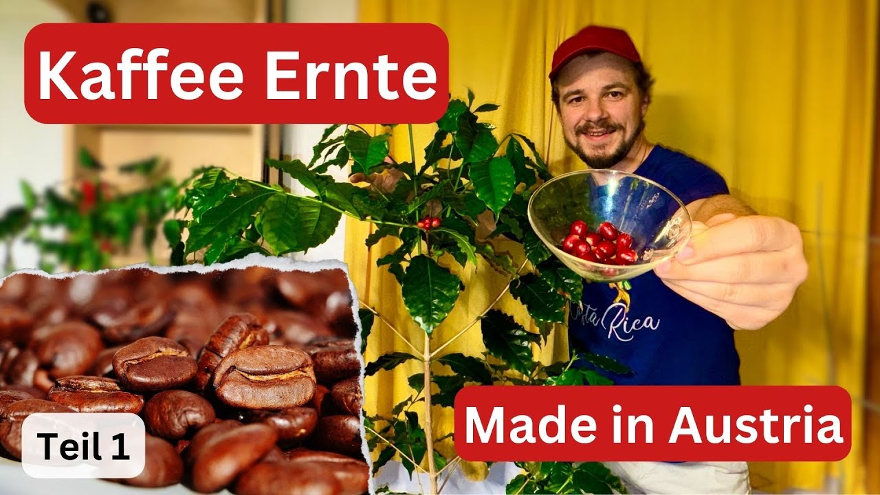kentia-palmen Kentia palm | 200 cm | Online kaufen