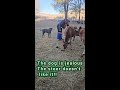 Shadow doesn't think the cow should be that close!!!!    LOL @ourlittletexasranch