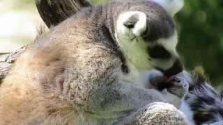 Ring-tailed Lemur Grooming by Silver Cross Fox 2,328 views 10 years ago 48 seconds