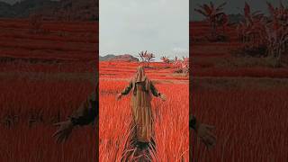 Penjaga hati #music #love #penjagahati #nadhif #fyp