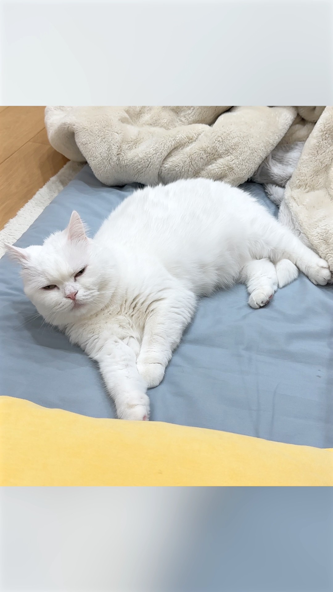 ポムさんとしまちゃん / ねこべや。 - YouTube